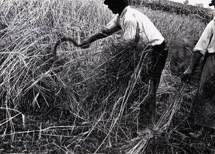 Arat&aacute;s (Harvest), 1932-1933&nbsp;&nbsp;&nbsp;